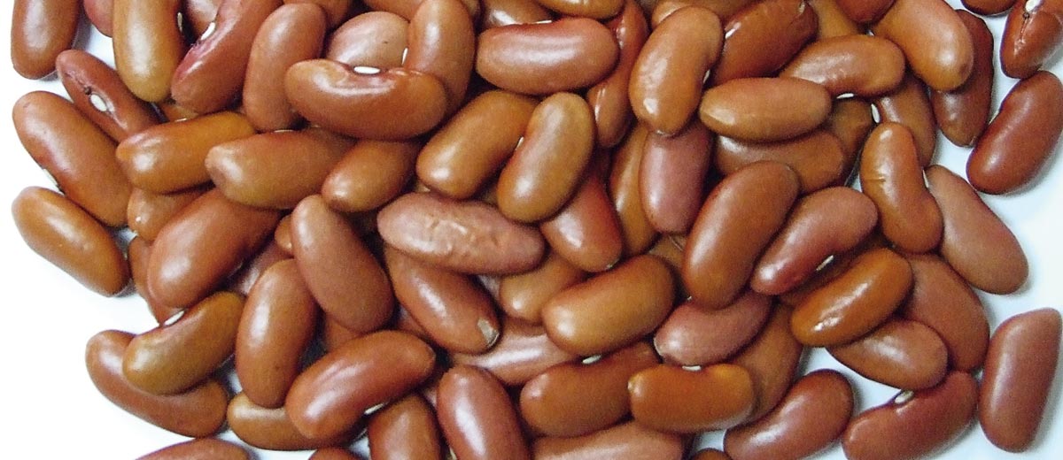 Light red kidney beans